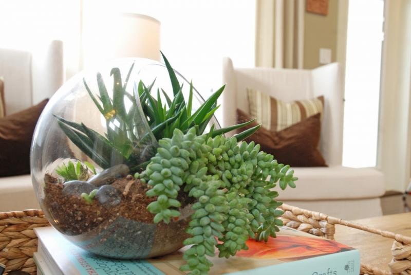 จัดสวนในขวดแก้วขนาดเล็ก เพื่มพื้นที่สีเขียวง่ายๆ