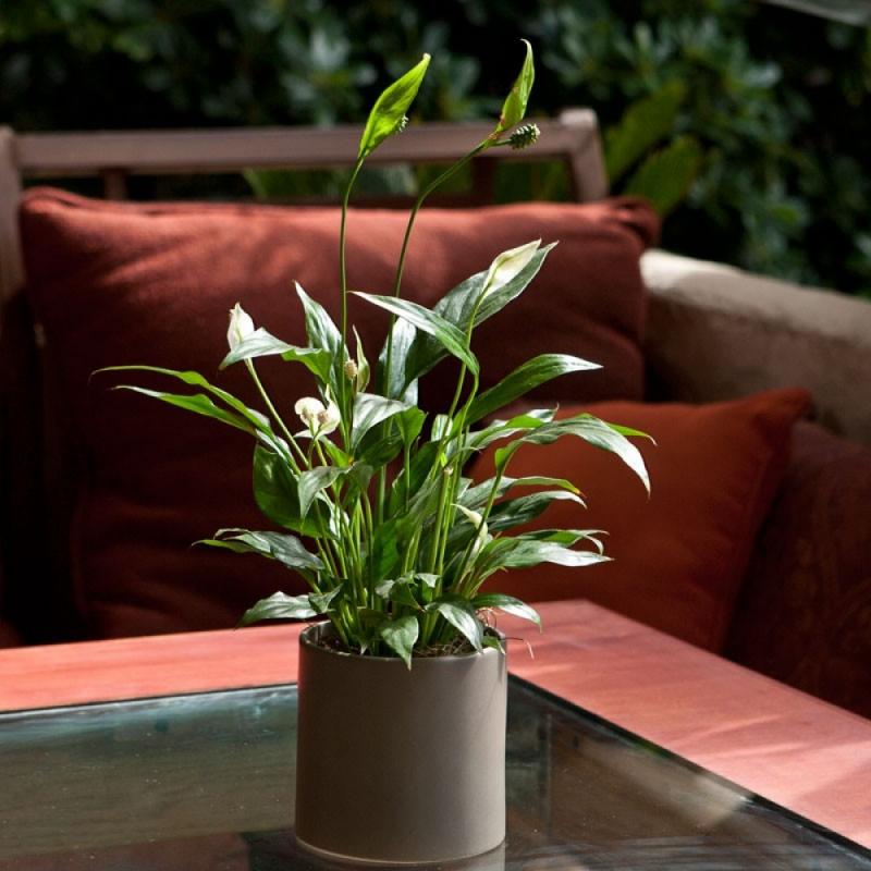 จัดสวนทางเดินสวนในร่ม ธรรมชาติสีเขียว