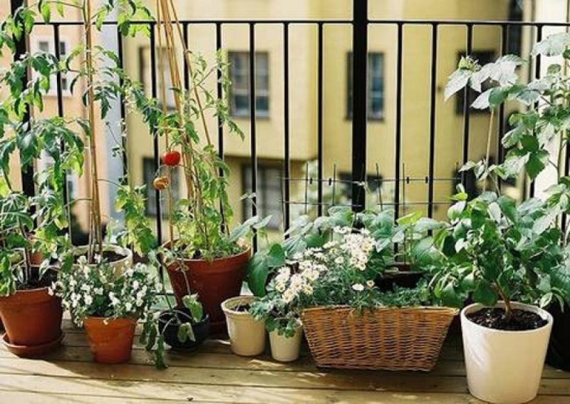 จัดสวนให้ระเบียงขนาดเล็ก ได้สัมผัสกับต้นไม้ใบหญ้าสีเขียวสดในบ้าน