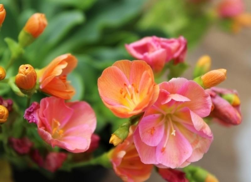 จัดสวนหย่อมภายในบ้าน ริมระเบียงทางเข้าบ้านสวยๆ