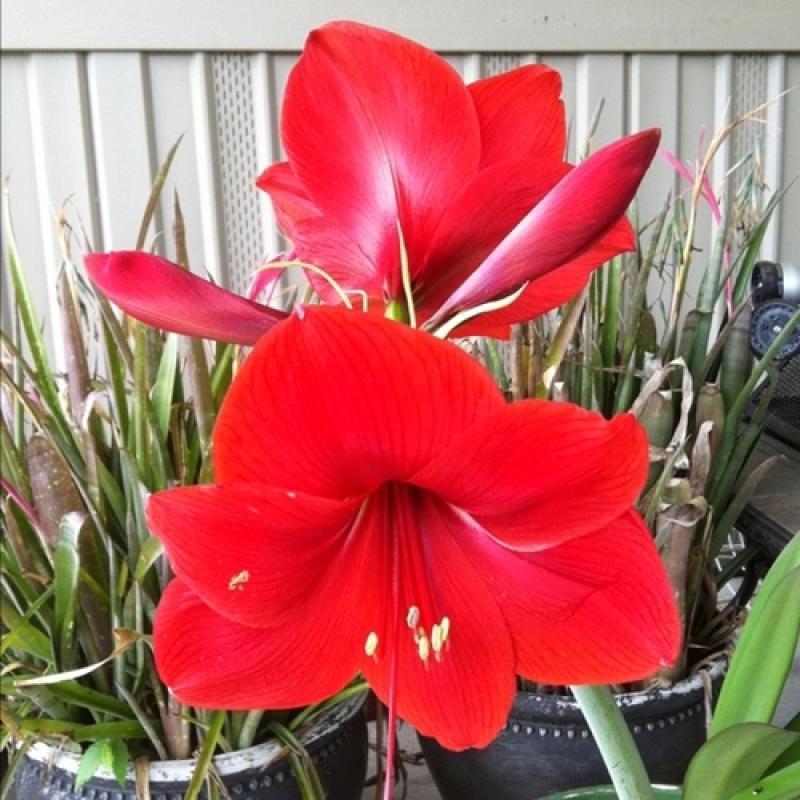 จัดสวนหย่อมภายในบ้าน ริมระเบียงทางเข้าบ้านสวยๆ