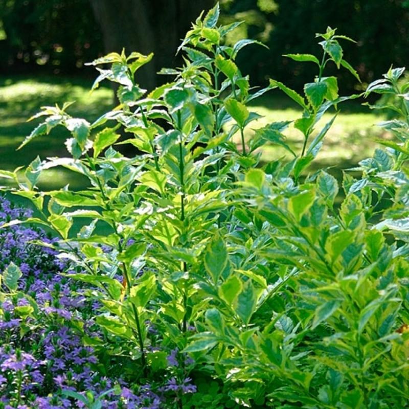 จัดสวนหย่อมภายในบ้าน ริมระเบียงทางเข้าบ้านสวยๆ