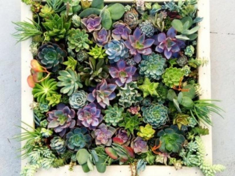 จัดสวนในขวดแก้ว จัดวางได้ตามใจ เพื่มพื้นที่สีเขียวง่ายๆ