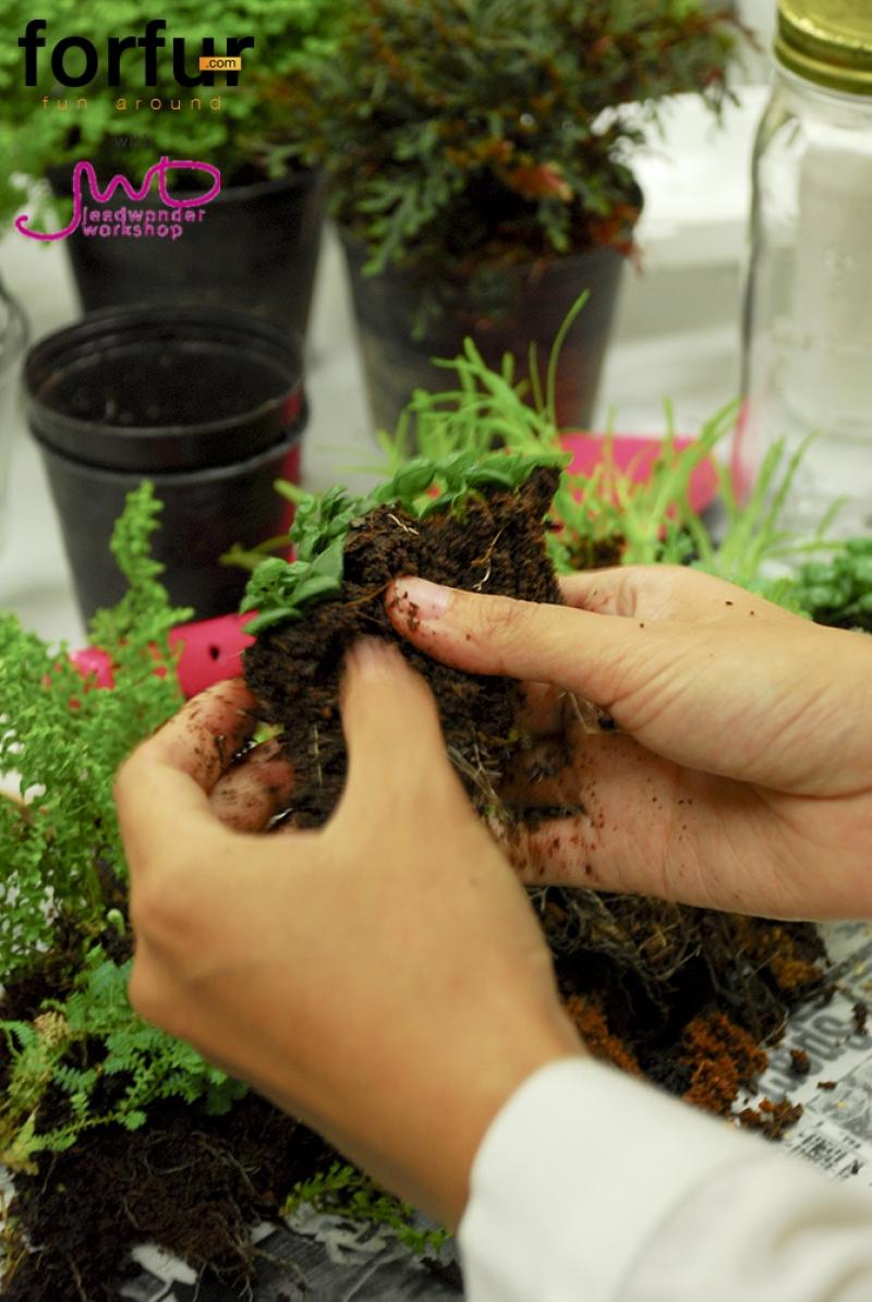 จัดสวนในขวดแก้ว จัดวางได้ตามใจ เพื่มพื้นที่สีเขียวง่ายๆ