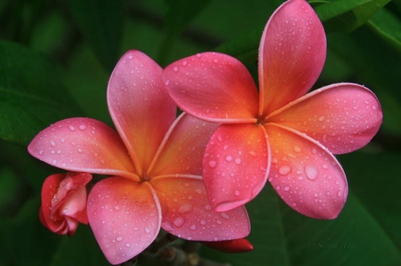 จัดสวนด้วยต้นลีลาวดี ไม้แต่งสวนยอดนิยม