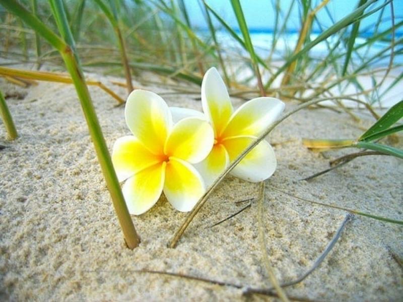 จัดสวนด้วยต้นลีลาวดี ไม้แต่งสวนยอดนิยม