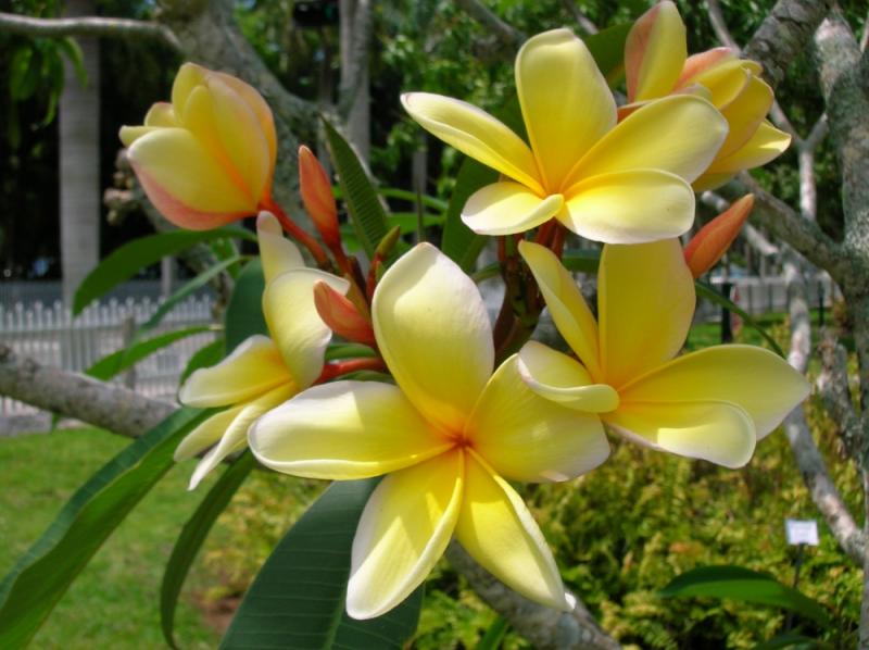 จัดสวนด้วยต้นลีลาวดี ไม้แต่งสวนยอดนิยม