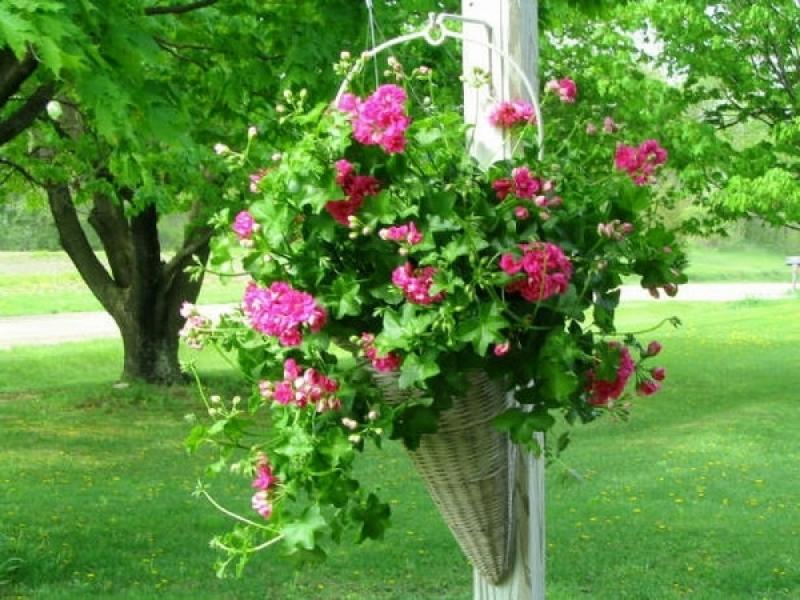 จัดสวนสวยโรแมนติก จัดสวนระเบียงขนาดเล็กของบ้านสไตล์วิคตอเรีย