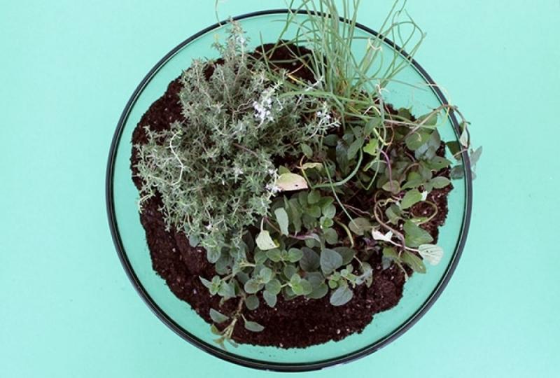 จัดสวนสมุนไพรง่ายๆ ด้วยตัวคุณ เพื่อเพิ่มความเขียวขจี