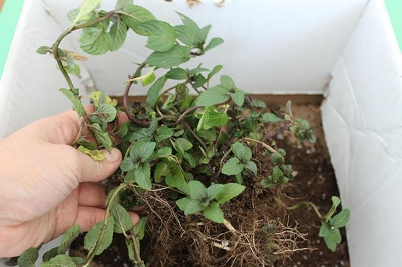 จัดสวนสมุนไพรง่ายๆ ด้วยตัวคุณ เพื่อเพิ่มความเขียวขจี