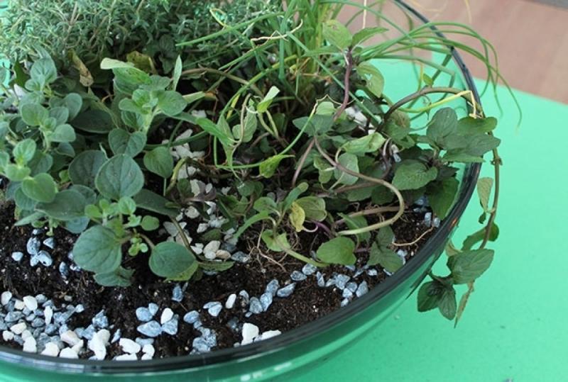 จัดสวนสมุนไพรง่ายๆ ด้วยตัวคุณ เพื่อเพิ่มความเขียวขจี