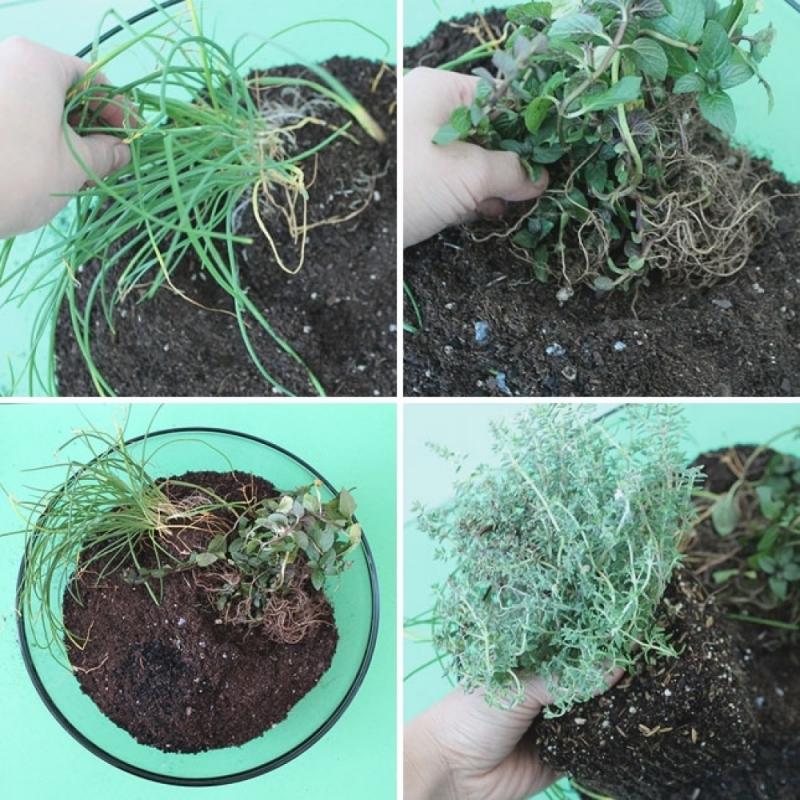 จัดสวนสมุนไพรง่ายๆ ด้วยตัวคุณ เพื่อเพิ่มความเขียวขจี