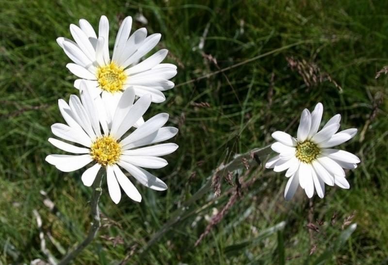 แต่งสวนสวย ด้วยดอกไม้หน้าฝน มาสร้างบรรยากาศดีๆ