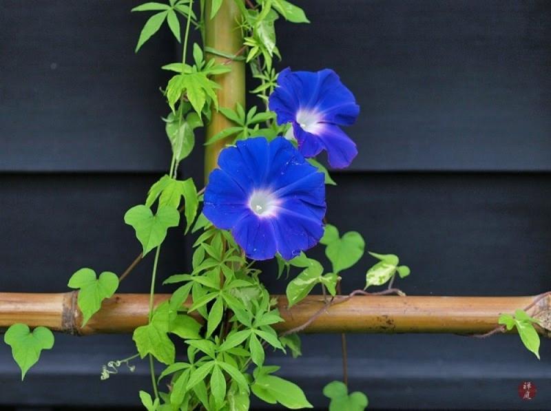 แต่งสวนสวย ด้วยดอกไม้หน้าฝน มาสร้างบรรยากาศดีๆ