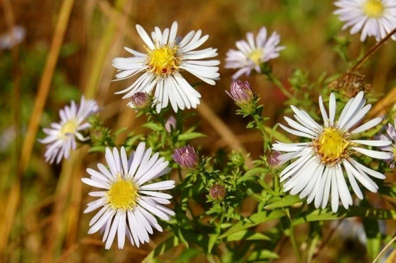 แต่งสวนสวย ด้วยดอกไม้หน้าฝน มาสร้างบรรยากาศดีๆ