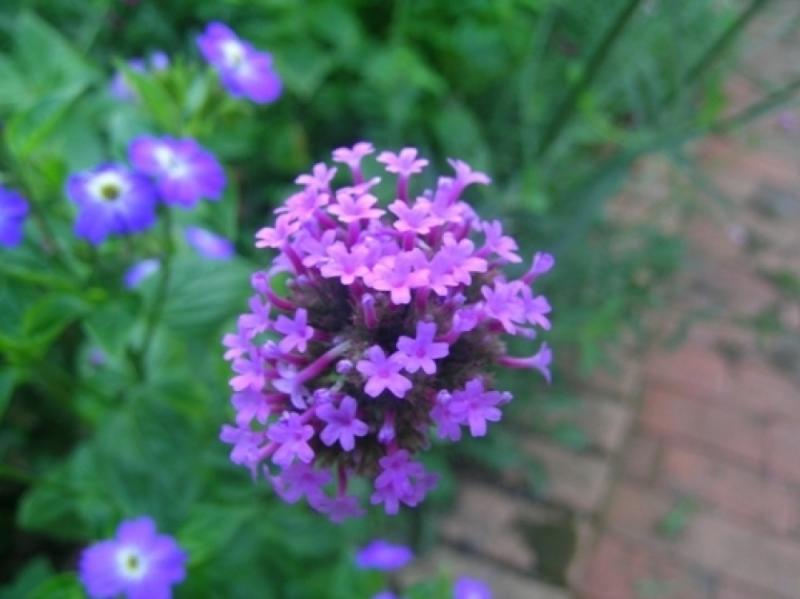 แต่งสวนสวย ด้วยดอกไม้หน้าฝน มาสร้างบรรยากาศดีๆ