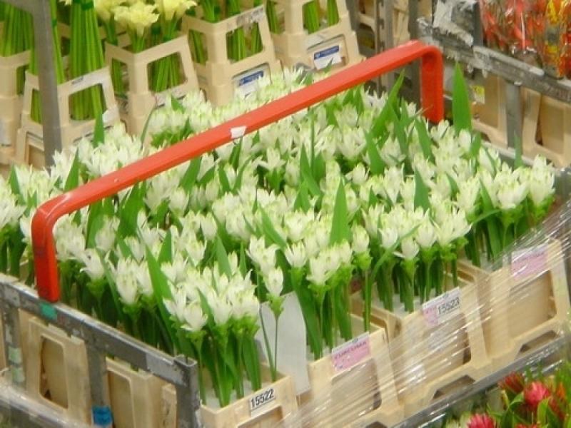 แต่งสวนสวย ด้วยดอกไม้หน้าฝน มาสร้างบรรยากาศดีๆ