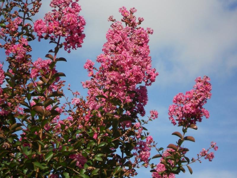 แต่งสวนสวย ด้วยดอกไม้หน้าฝน มาสร้างบรรยากาศดีๆ