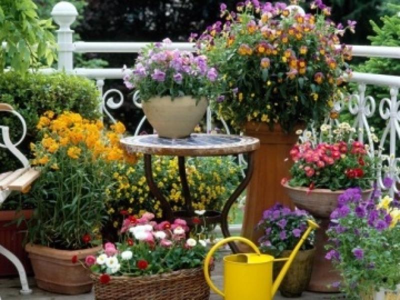 จัดสวนสวย แบบกระถางสวย วัสดุอุปกรณ์ซึ่งล้วนมีอยู่ในบ้าน