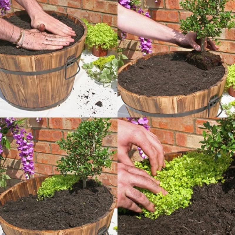 จัดสวน ฉลองการประสูติ พระโอรสแห่งเคมบริดจ์ ชาวอังกฤษ