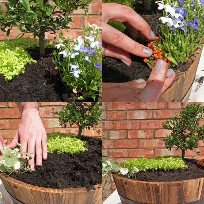 จัดสวน ฉลองการประสูติ พระโอรสแห่งเคมบริดจ์ ชาวอังกฤษ