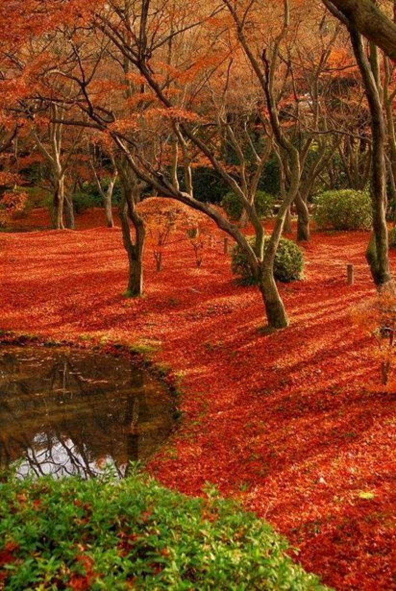 จัดสวน อลังการ งานขนาดใหญ่ กว่า 40 แบบ