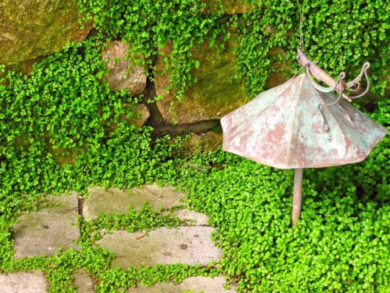 จัดสวนสวยงาม หรูหรา คลาสสิค