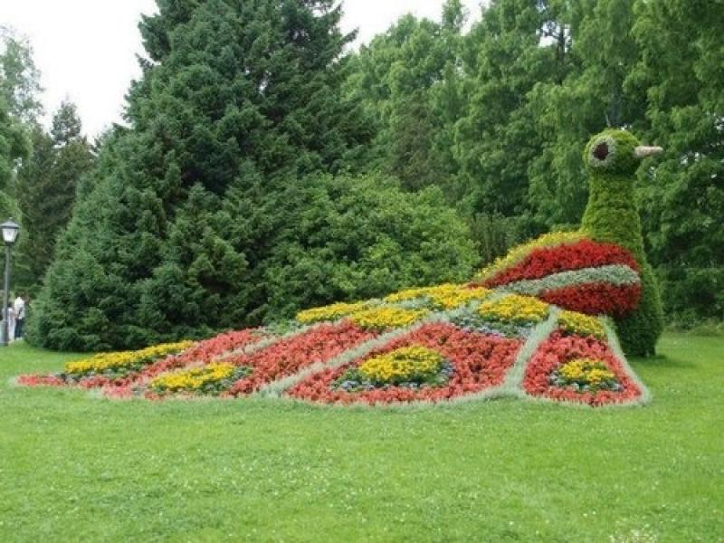 ตกแต่ง สวนดอกไม้ รูปนกยูง 15 อลังการณ์งานสวนสวย