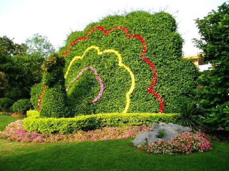 ตกแต่ง สวนดอกไม้ รูปนกยูง 15 อลังการณ์งานสวนสวย