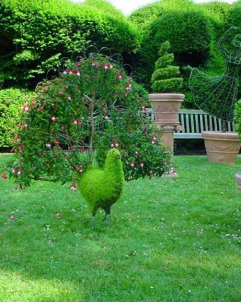 ตกแต่ง สวนดอกไม้ รูปนกยูง 15 อลังการณ์งานสวนสวย