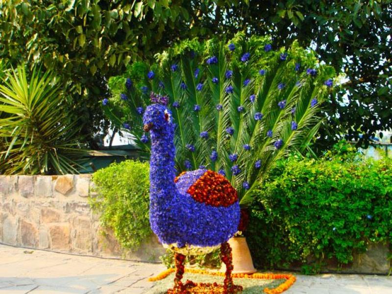 ตกแต่ง สวนดอกไม้ รูปนกยูง 15 อลังการณ์งานสวนสวย