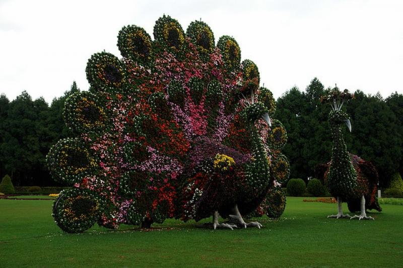 ตกแต่ง สวนดอกไม้ รูปนกยูง 15 อลังการณ์งานสวนสวย