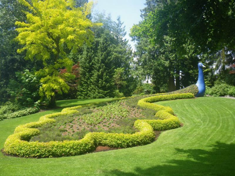 ตกแต่ง สวนดอกไม้ รูปนกยูง 15 อลังการณ์งานสวนสวย