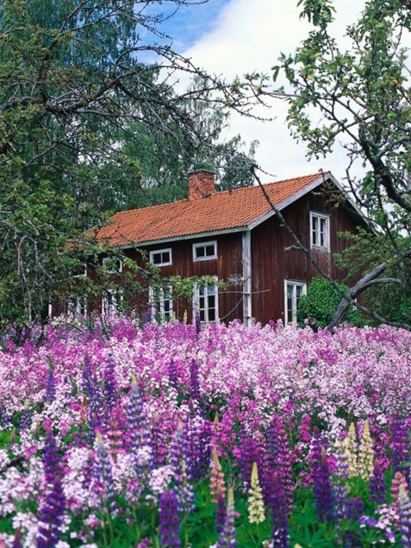 การแต่งสวนสวยด้วยดอกไม้สีม่วง ไอเดียดี
