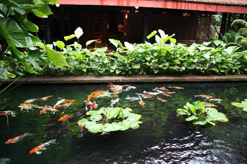บ่อปลาคาร์ฟเสริมฮวงจุ้ยบ้าน