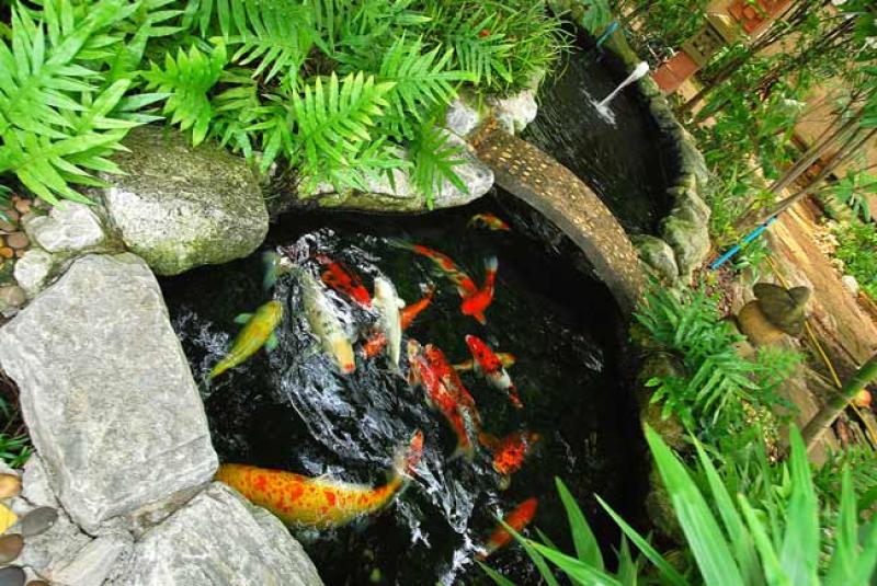 บ่อปลาคาร์ฟเสริมฮวงจุ้ยบ้าน