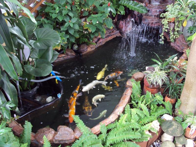 บ่อปลาคาร์ฟเสริมฮวงจุ้ยบ้าน