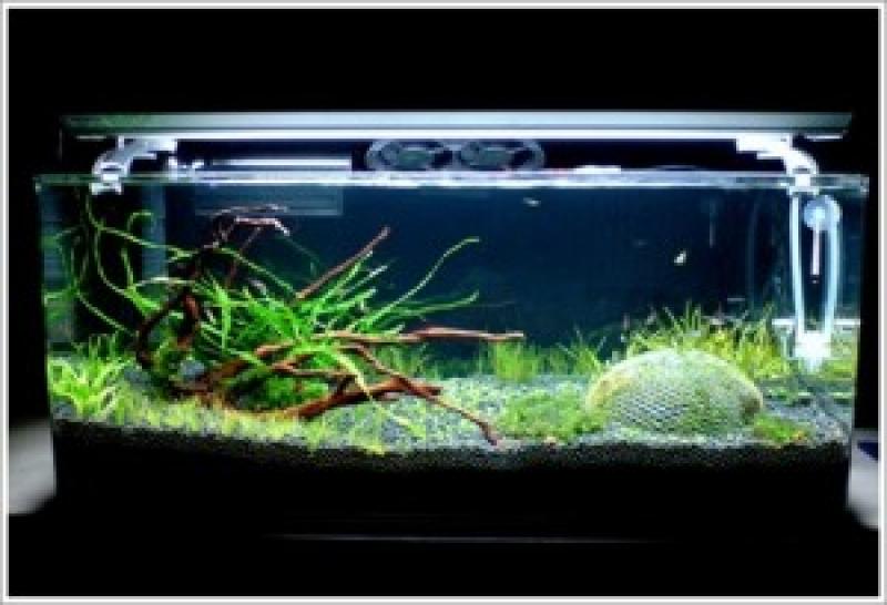 จัดแต่งตู้ปลาสวยๆกัน