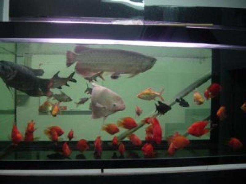 จัดแต่งตู้ปลาสวยๆกัน