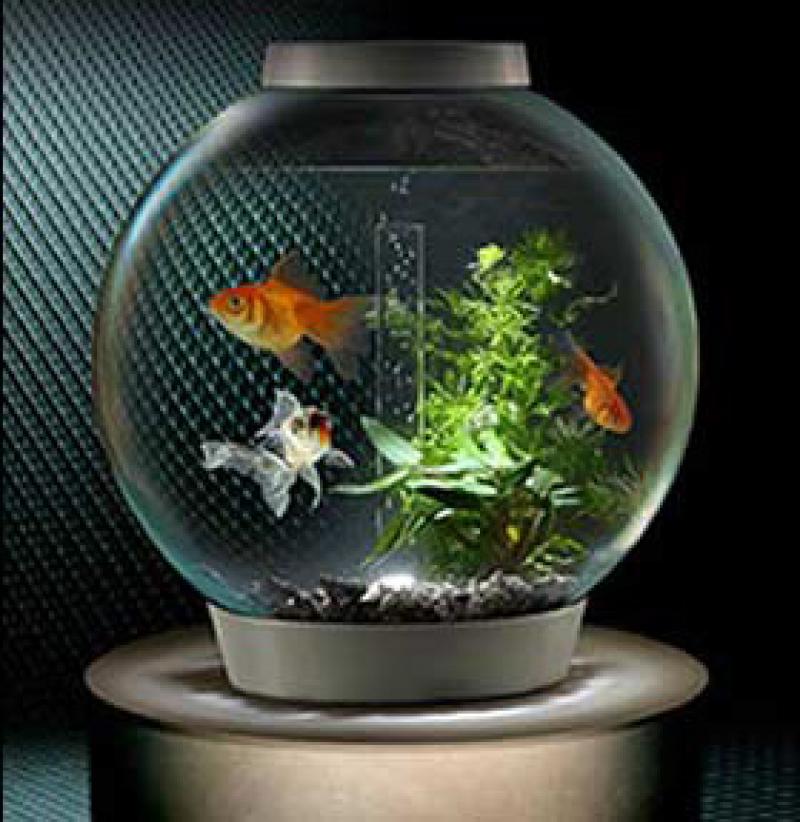 จัดแต่งตู้ปลาสวยๆกัน