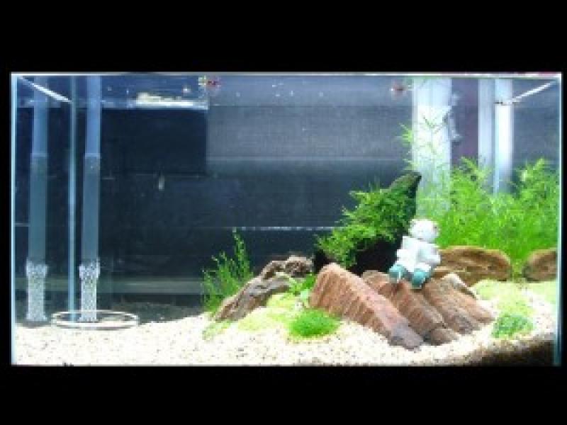 จัดแต่งตู้ปลาสวยๆกัน