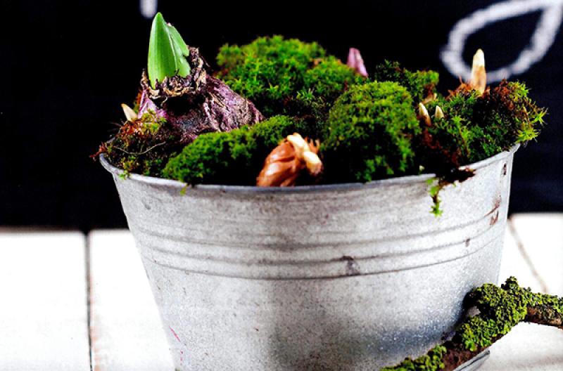 ขยายพันธุ์ต้นไม้ ง่ายๆ ด้วยตัวเอง