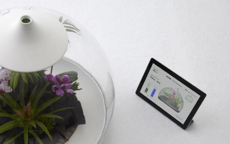 สร้างสวนจิ๋วในขวดแก้ว