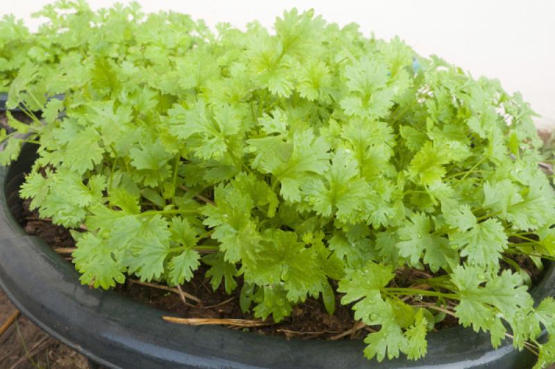 ปลูกผักชีง่ายๆ ในกระถาง..