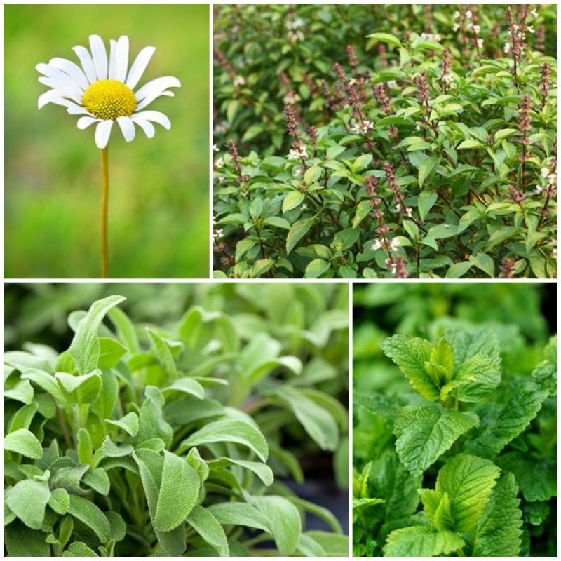 จัดสวน พืชสมุนไพร ง่ายๆ ที่หลังบ้าน