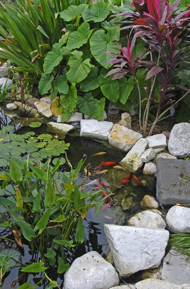 หลักการง่ายๆ ในการดูแลบ่อปลาในสวนของเรา