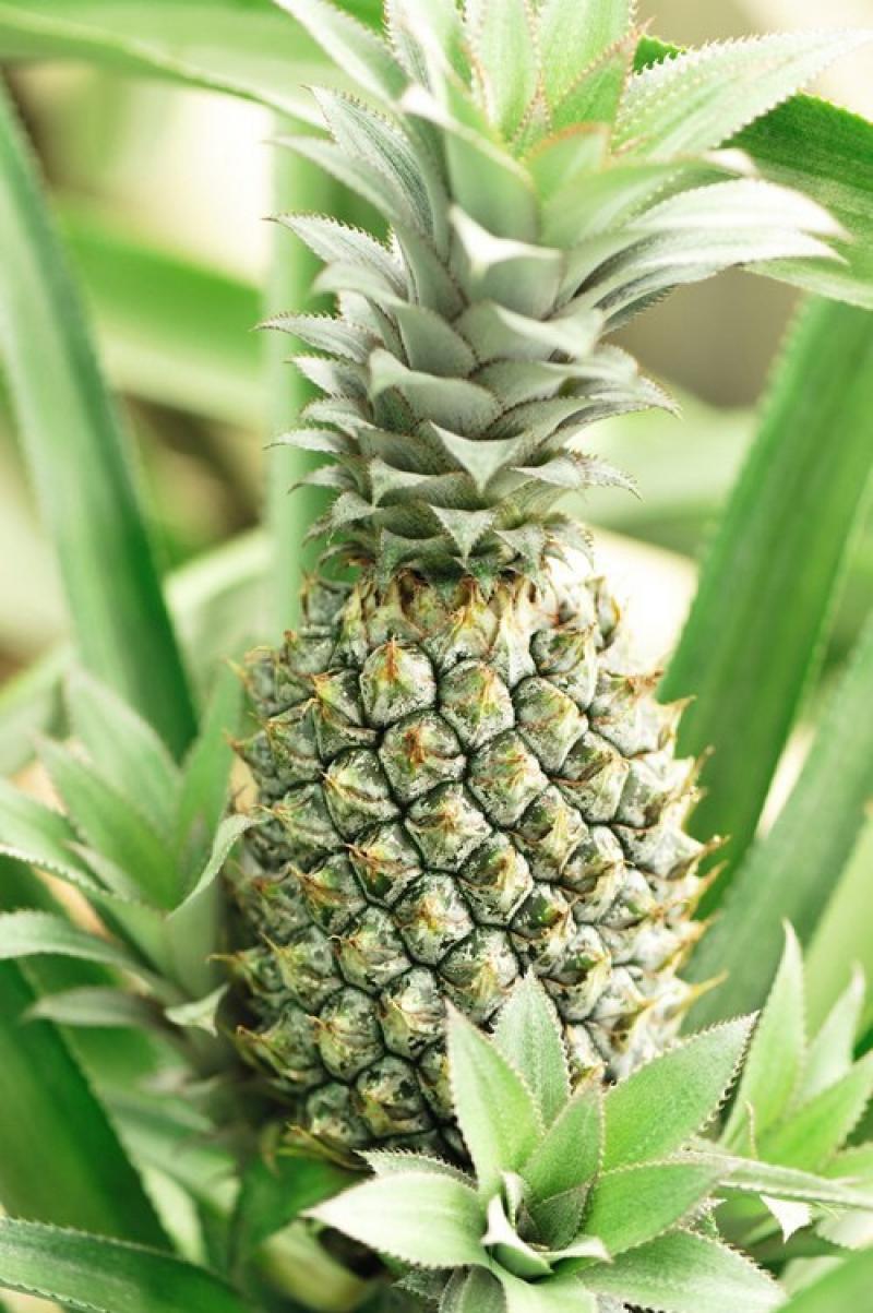 ปลูกสับปะรดในร่มได้ ไม่ต้องง้อแดด