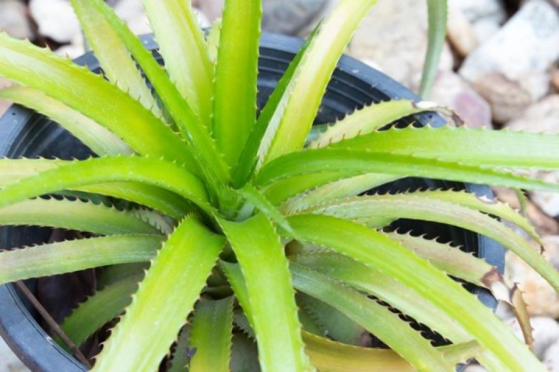 ปลูกสับปะรดในร่มได้ ไม่ต้องง้อแดด