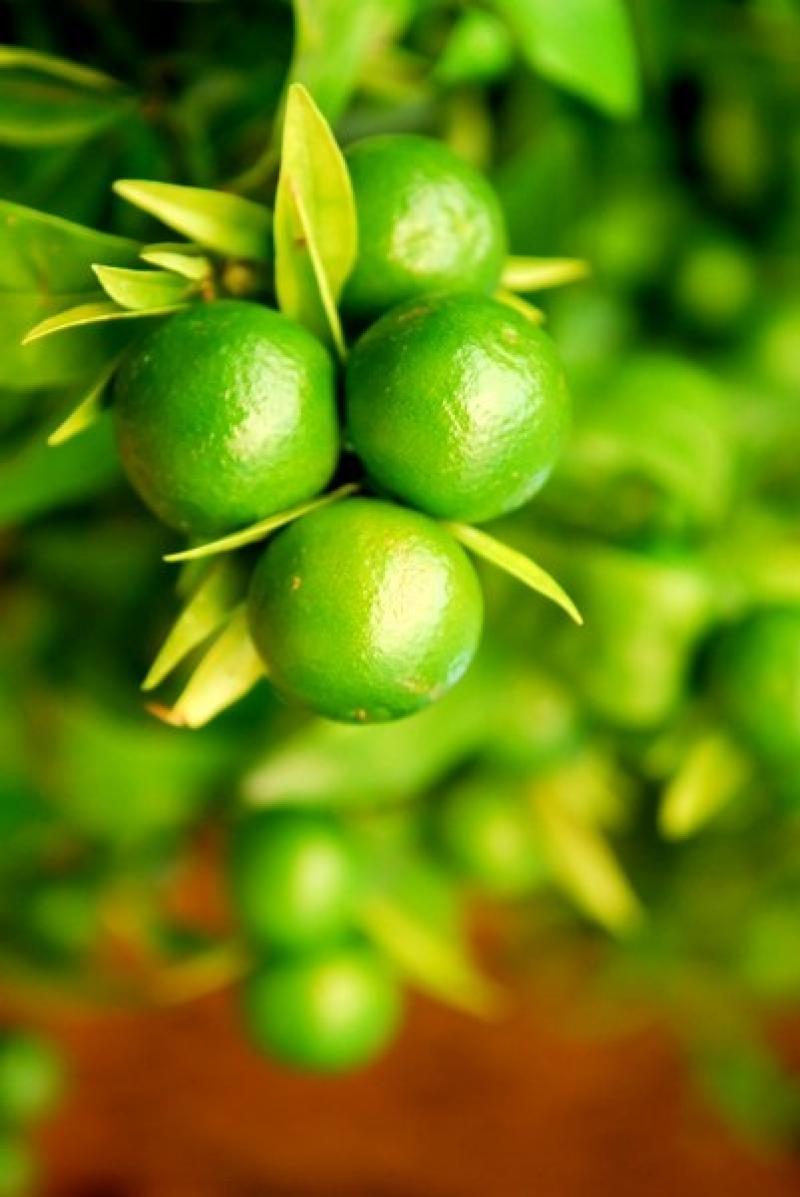 การเพาะเมล็ดมะนาว ปลูกง่ายๆในกระถาง