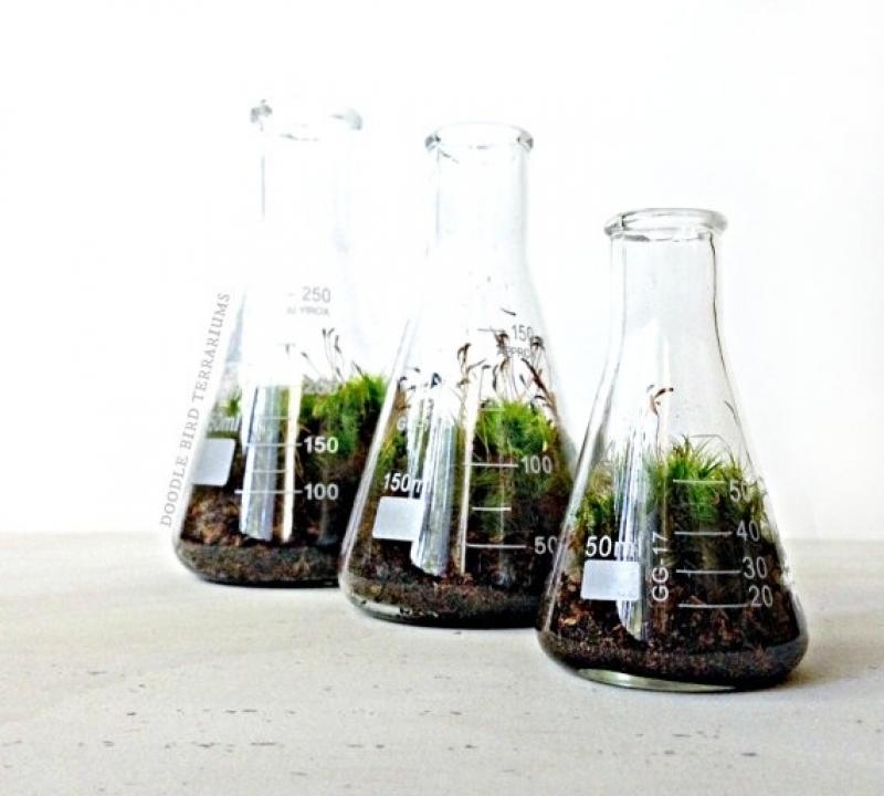 30ไอเดีย จัดสวนจิ๋ว ด้วย terrarium สวยๆ